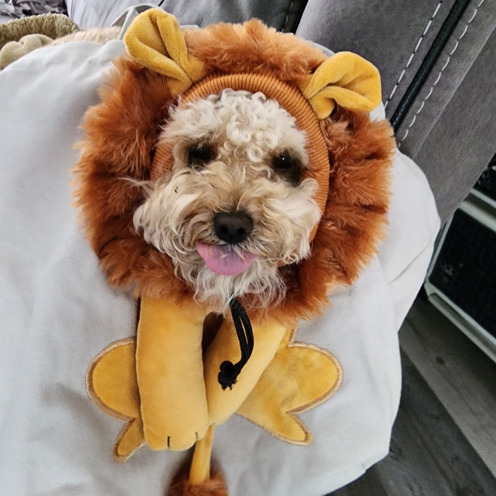 Lion-shaped Pet canvas shoulder bag small